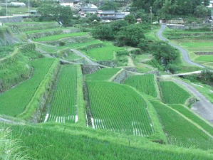 坂折の棚田