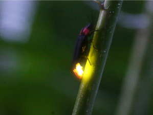 飯羽間ホタルまつり